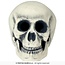 Foam Schedel – 32 cm