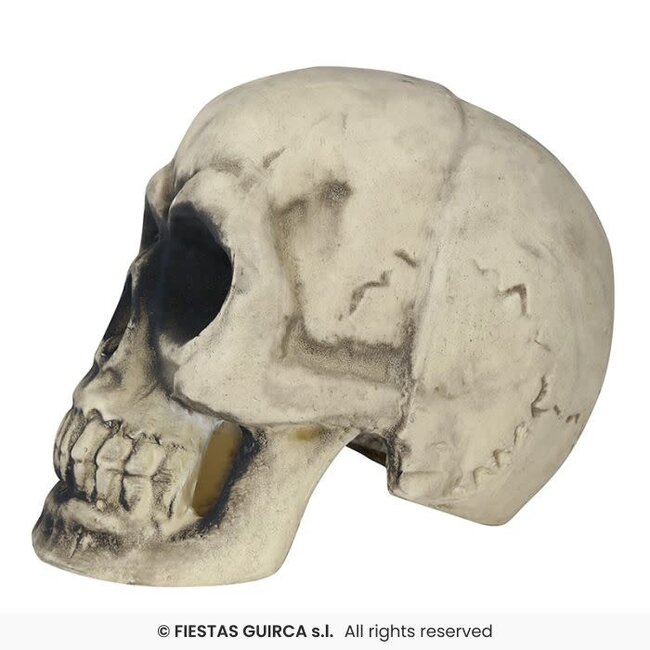 Foam Schedel – 32 cm