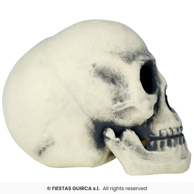 Foam Schedel – 32 cm