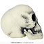 Foam Schedel – 32 cm