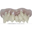 Guirca Monster Tanden HQ met Thermoplastische Hars
