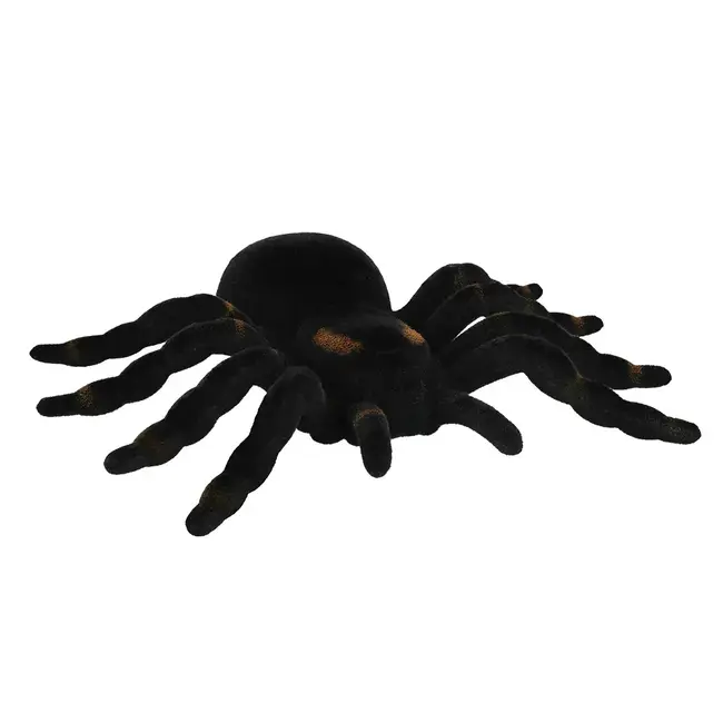 Spin Tarantula - 16x11cm
