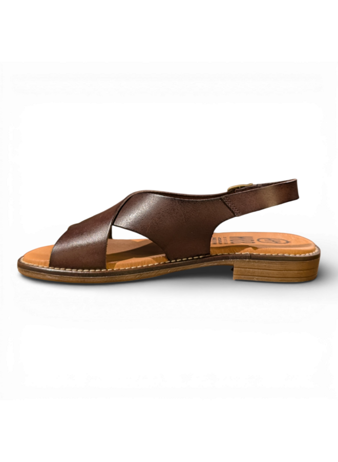Hee 26301 Vanquetilla Testa