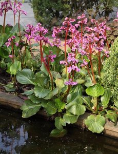  Bergenia cordifolia