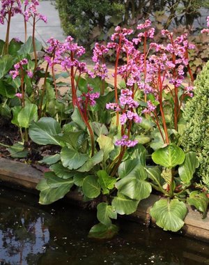  Bergenia cordifolia