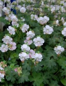  Geranium cantabrig. 'St Ola'