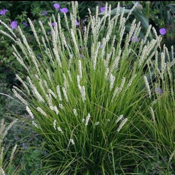 Sesleria autumnalis