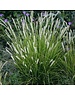  Sesleria autumnalis