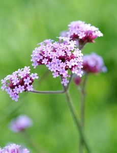  Verbena bonariensis