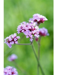  Verbena bonariensis