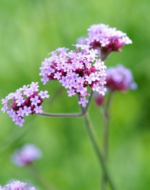  Verbena bonariensis