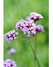  Verbena bonariensis