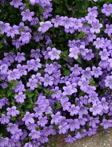  Campanula portenschlagiana