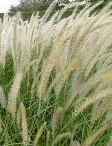  Pennisetum orient. 'Fairy Tails'