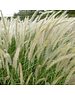  Pennisetum orient. 'Fairy Tails'