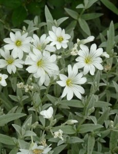  Cerastium tomentosum