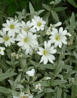  Cerastium tomentosum