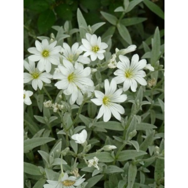 Cerastium tomentosum