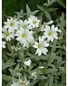  Cerastium tomentosum