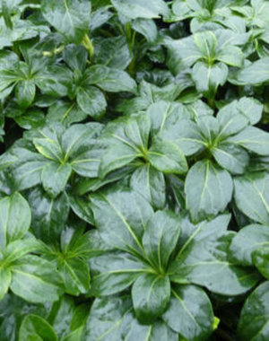  Pachysandra terminalis 'Green Sheen'