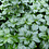 Pachysandra terminalis 'Green Sheen'