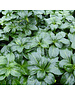  Pachysandra terminalis 'Green Sheen'