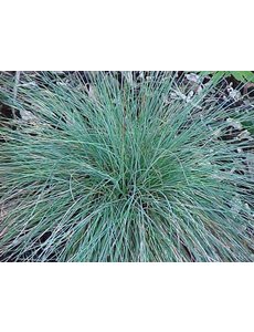  Festuca glauca 'Azurit'