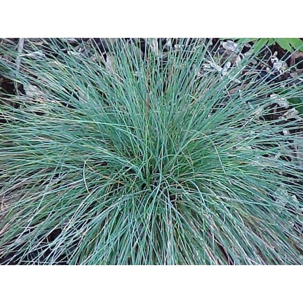 Festuca glauca 'Azurit'