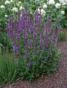  Salvia nem. 'Ostfriesland'