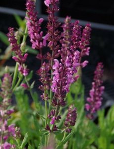  Salvia nem. 'Rose Queen'