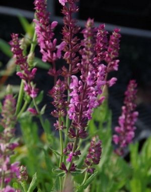  Salvia nem. 'Rose Queen'