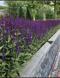  Salvia nem. 'Caradonna'