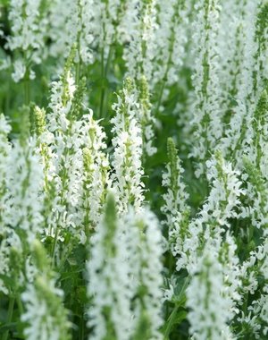  Salvia nem. 'Schneehugel'