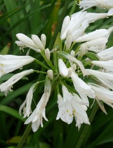  Agapanthus africanus 'Albus'
