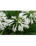  Agapanthus africanus 'Albus'