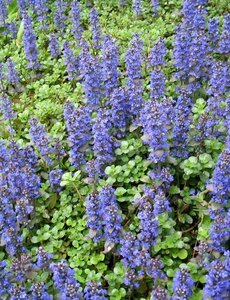  Ajuga reptans
