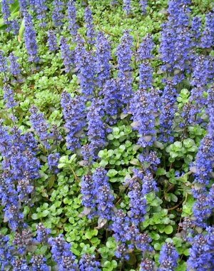  Ajuga reptans