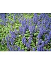  Ajuga reptans