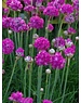  Armeria mar. 'Splendens'