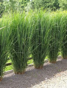 Panicum virg. 'Northwind'