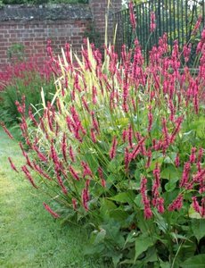  Persicaria amplexicaulis