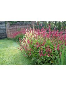  Persicaria amplexicaulis