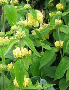  Phlomis russeliana