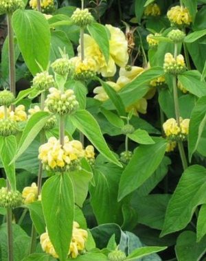  Phlomis russeliana