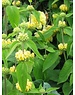  Phlomis russeliana