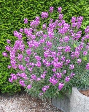  Erysimum 'Bowles Mauve'