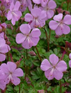  Geranium cant. 'Karmina'