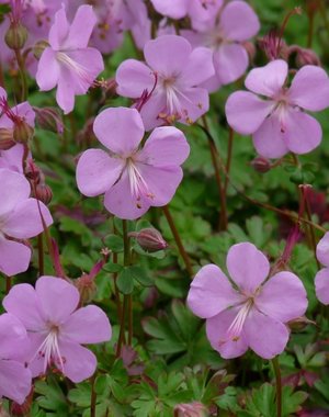  Geranium cant. 'Karmina'