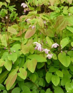  Epimedium yong. 'Roseum'