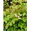 Epimedium yong. 'Roseum'